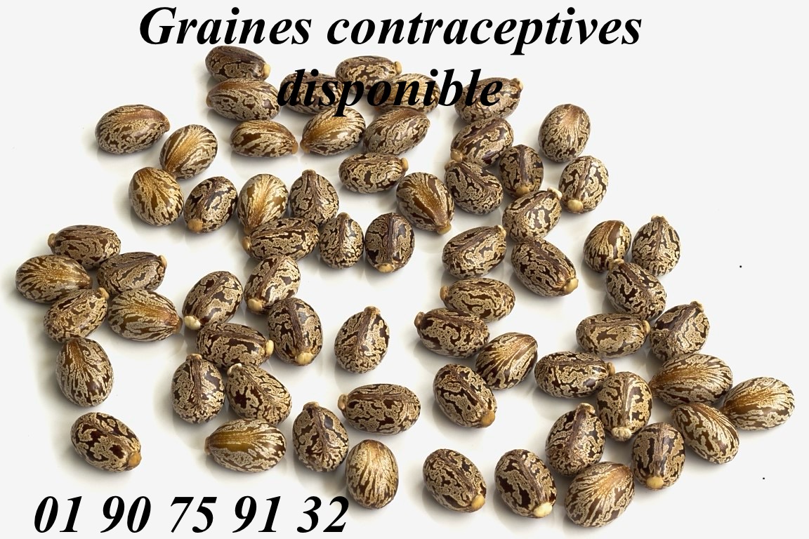 Graines contraceptives